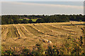 Tandridge : Grassy Field & Sheep