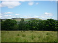 Lower Dick Field and Carr Barn Wood