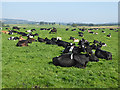 NY0686 : Huge herd of cows at Cumrue Farm by Oliver Dixon