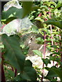 Nursery Web Spider in Bridgnorth