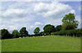 Pasture south-west of Swyddffynnon, Ceredigion