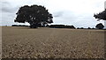 An oak tree in a wheatfield near Bull in the Oak