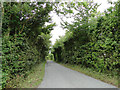 High hedges on Hartest Lane