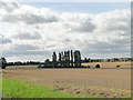 A stand of Poplar trees at Groton