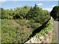 Himalayan balsam choking the River Brett at Semer