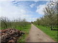 Path through cider orchards, Peterstow