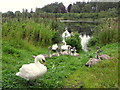 Swans with cygnets, Ballagh (2)