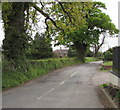 Bannuttree Lane trees, Bridstow