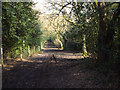 A track along the northern edge of Sutton Park