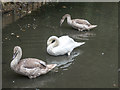 TQ1478 : Mute Swan with Cygnets, Osterley Park, London by Christine Matthews