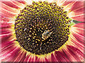 TQ1478 : Sunflower with Bee, Kitchen Garden, Osterley Park, London by Christine Matthews