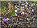 Cyclamen, Osterley Park, London