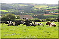 North Devon : Grassy Field & Cattle