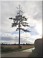 Emaciated tree on Marshalls Heath Lane