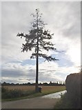 TL1616 : Emaciated tree on Marshalls Heath Lane by David Howard