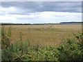 Barley, Lower Greenland