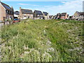 Overgrown banks of a drainage ditch