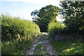 North Devon : Farm Track