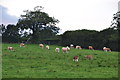 North Devon : Grassy Field & Cattle