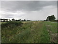 Overgrown drain near Oak Farm