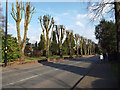 Lopped limes, Beechcroft Court by Four Oaks Road, Four Oaks