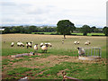 Sheep near Meadown Crescent