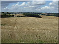 Stubble field towards The Holt