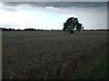 Crop field north of Holton le Clay