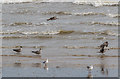 TM1714 : Gulls at Clacton, Essex by Christine Matthews