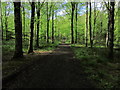 N4778 : Mullaghmeen Forest Walks - Eastern path looking north by Colin Park