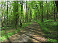N4679 : Mullaghmeen Forest Walks - On 'White Walk' N of Mullaghmeen Hill by Colin Park