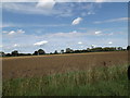 TM1767 : Fields off Bedingfield Street by Geographer