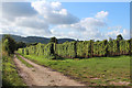 Modern hop field near Upper Town End Farm