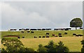 ST7376 : Bullocks on the skyline at Dyrham, Gloucestershire by Edmund Shaw