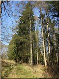 SP0413 : Chedworth Woods by Derek Harper