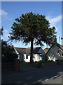 Bungalow with monkey puzzle tree on High Street, North Thoresby