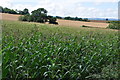 Taunton Deane District : Crop Field