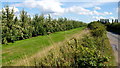 Cider orchard at Little Brampton