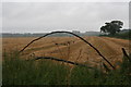 Stubble field through a fallen tree, A1084 west of Bigby