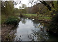 Two swans on By Brook, Castle Combe