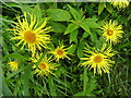 Elecampane Inula helenium, Dernacapplekeath