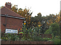 Sunflowers in a garden