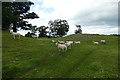 NY5228 : Sheep at the entrance to Mayburgh Henge by Graham Hogg