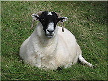 J2719 : Mourne Blackfaced sheep by Eric Jones