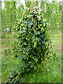 Hops in a field in Boughton-under-Blean