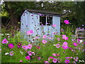 Shed in Northfield Allotments