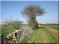 Macmillan Way to Hampnett