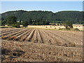 Potato field at Hawkstane