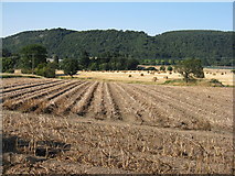NO2021 : Potato field at Hawkstane by M J Richardson