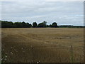 Stubble field off North Moor Lane